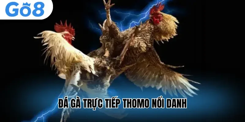 Đá gà trực tiếp Thomo nổi danh