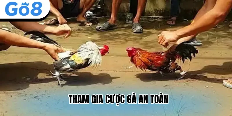 Tham gia cược gà an toàn